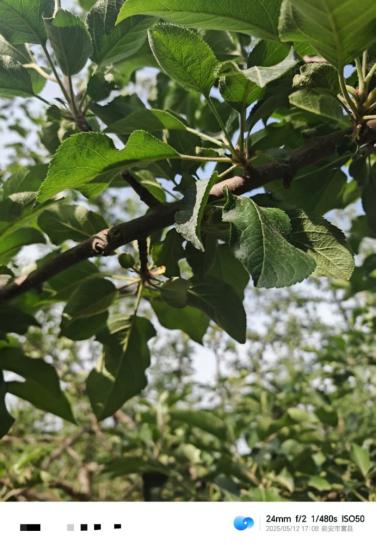 【调研】守得云开见月明：陕甘产区苹果坐果调研