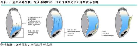 新湖农产（玉米）专题：小麦在饲料领域如何替代玉米